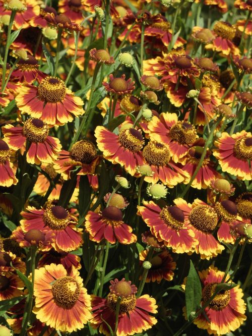 garden border floral plants