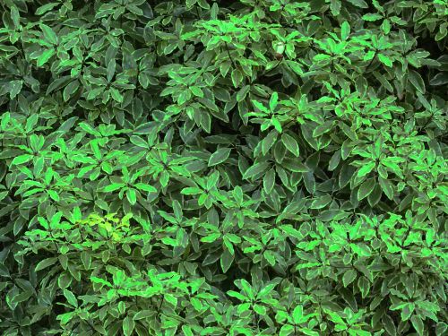 Garden Bushes Background