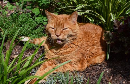 garden cat about to yawn cat