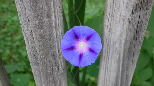 garden fence flourished violet
