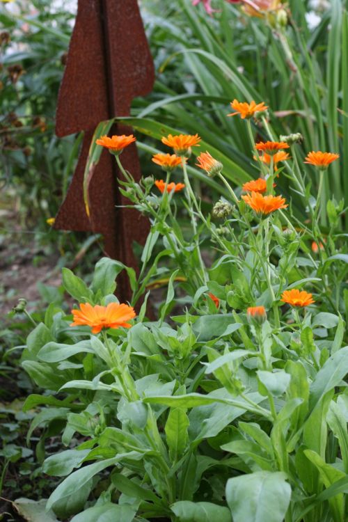 Garden Flower