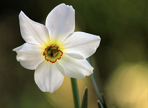 Garden Flower