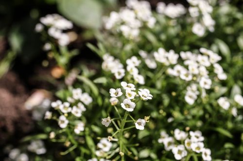 garden flower flower garden