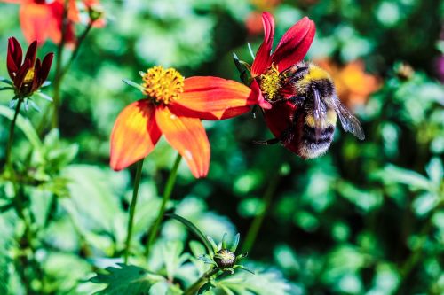 garden flower bumble bee insect