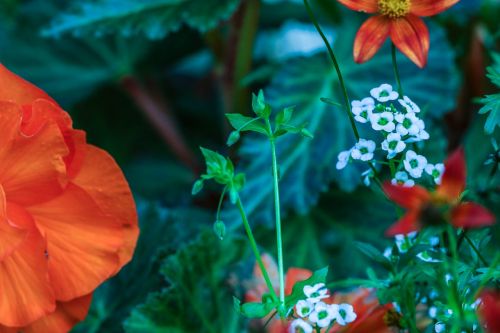 garden flower flower garden