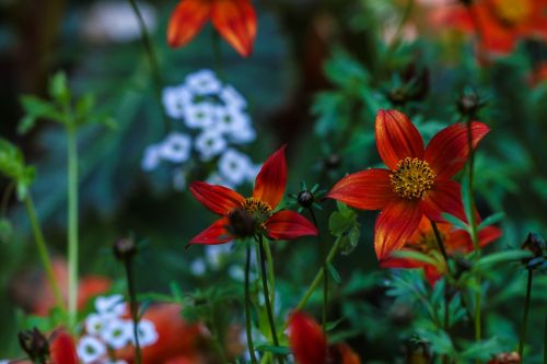 garden flower flower garden