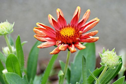 garden flower  perennial  flower