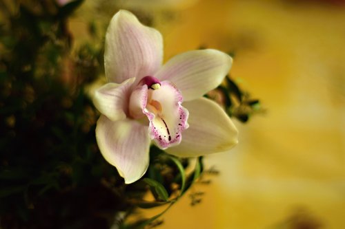 garden flower  lily  flower