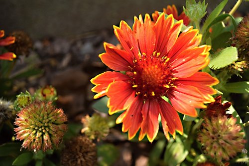 garden flower  perennial  garden