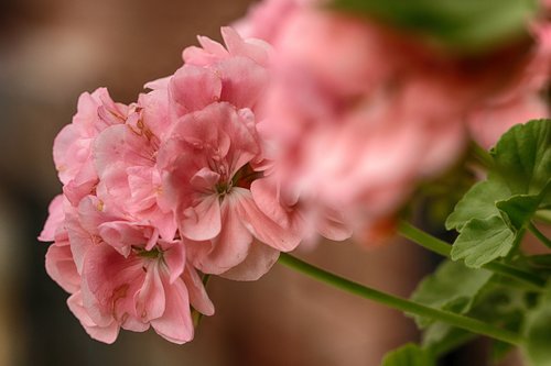 garden flower  flower  blossom