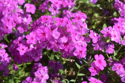 garden flower purple flowers