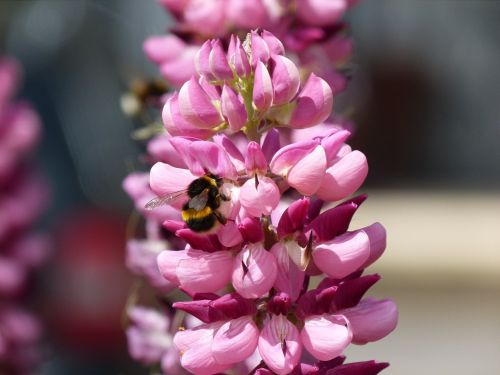 garden flower bumble bee pollen