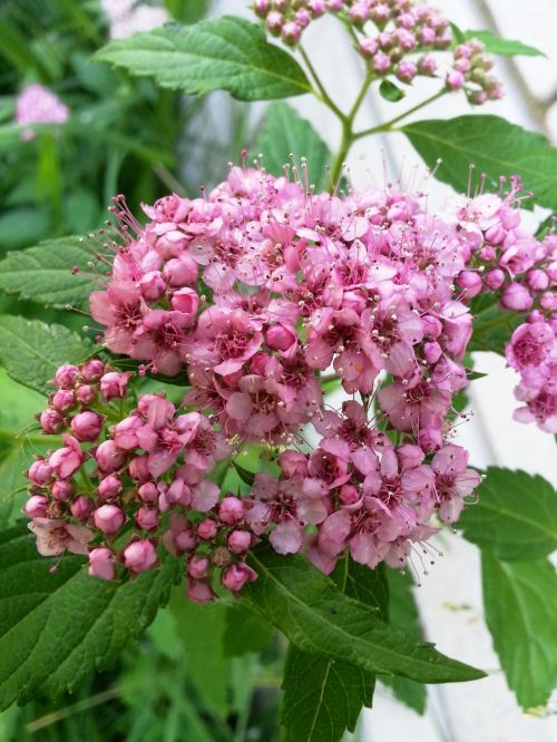 Garden Flower