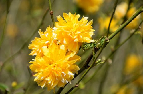 Garden Flowers