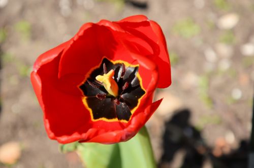 Garden Flowers