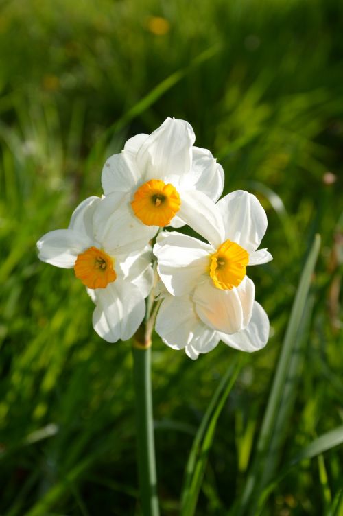 Garden Flowers