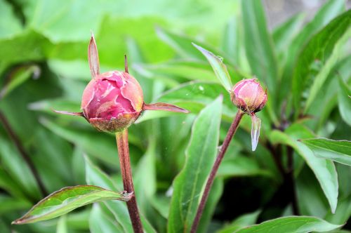 Garden Flowers