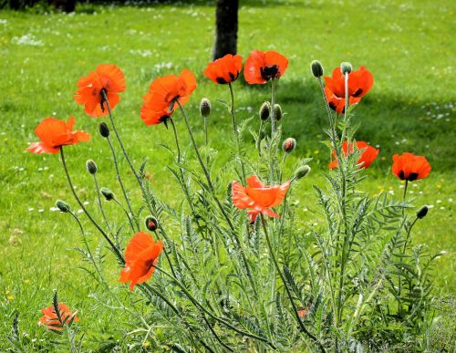 Garden Flowers