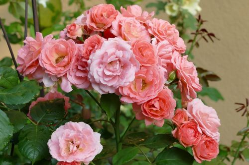 garden flowers pink salmon