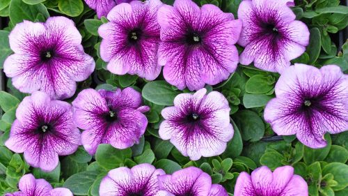 garden flowers summer purple flower