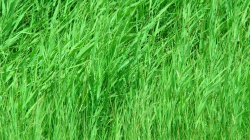 Garden Grass Background