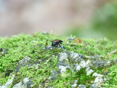 garden leaf beetle beetle insect