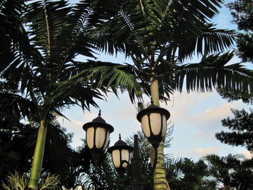 Garden Lights And Palms
