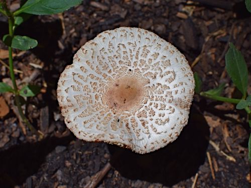 garden mushroom mushroom fungi