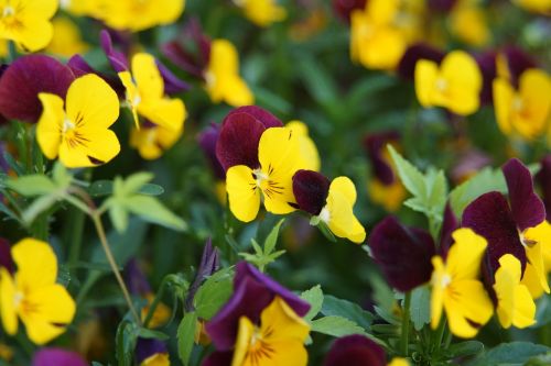 garden pansy garden flowers