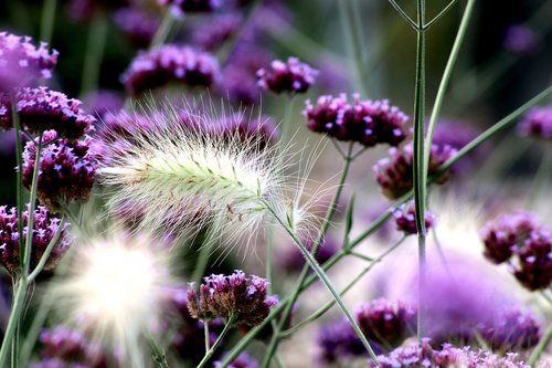 garden park  flower  plant