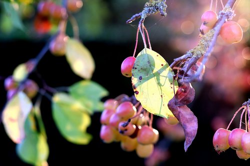 garden park  flower  plant