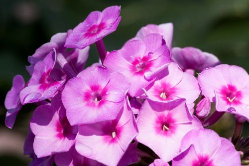 garden phlox phlox flower