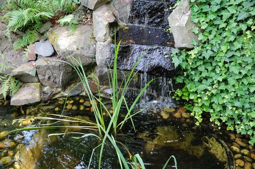 garden pond  water  aquatic plant