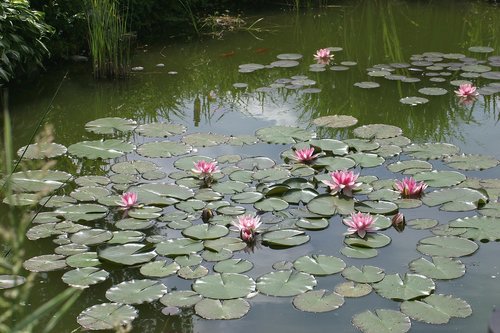 garden pond  water lilies  aquatic plant