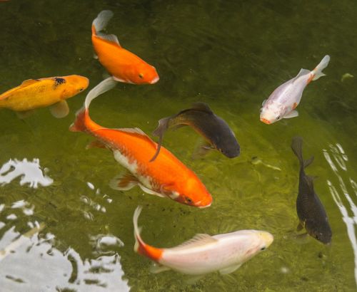 garden pond goldfish fish