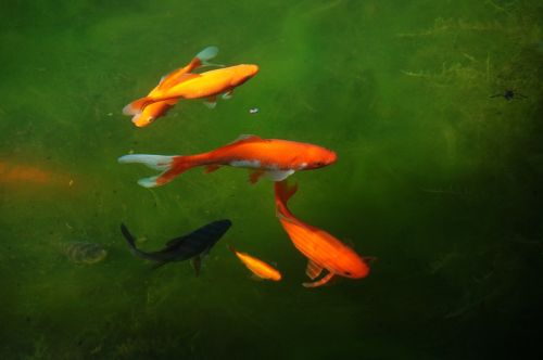 garden pond cold h2o