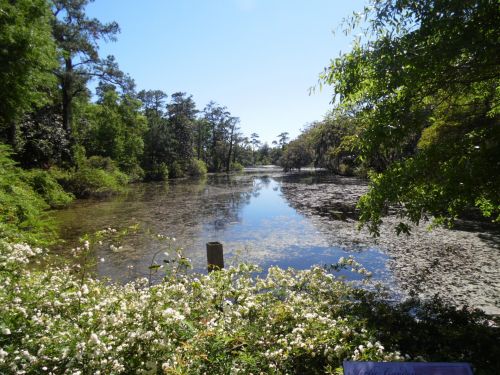 Garden Pond