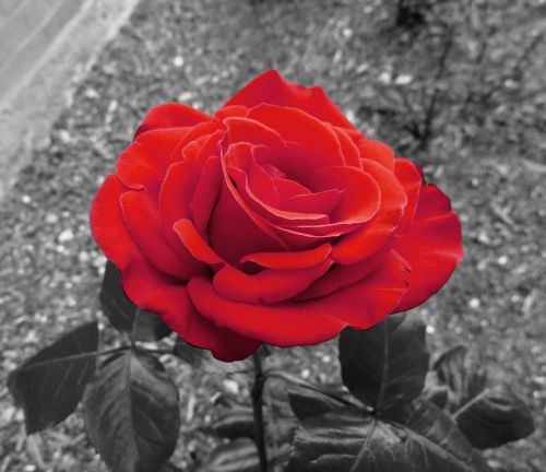 garden rose rose red