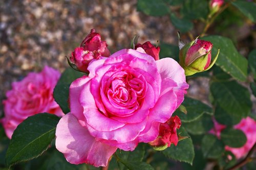 garden rose  rose  blossom