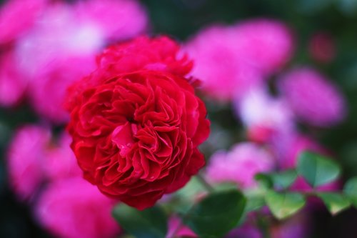 garden rose  red rose  contrasts