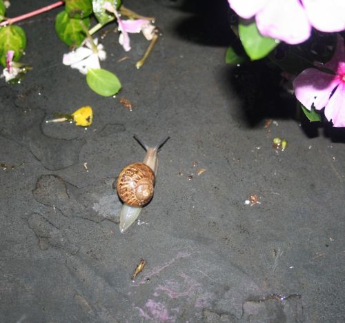 Garden Snail