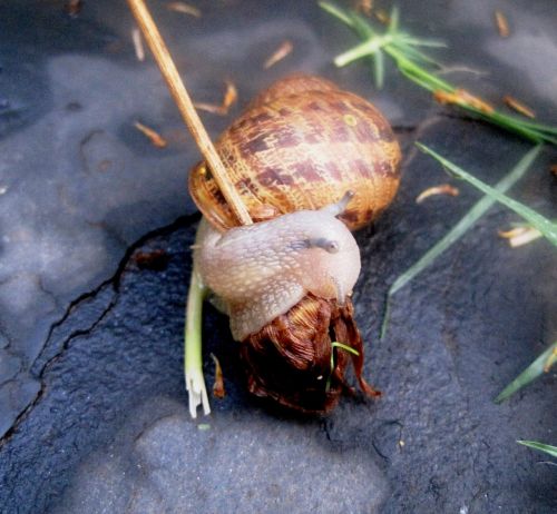 garden snail snail common