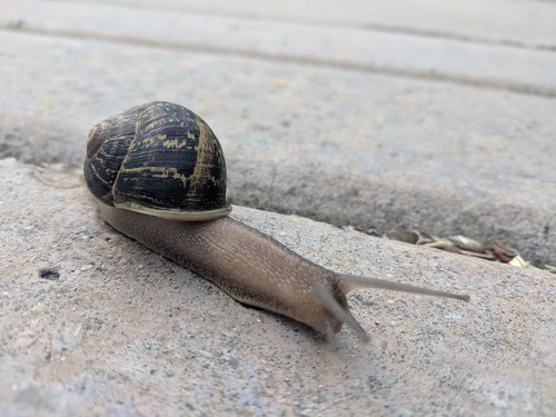 garden snail  gastropod  snail
