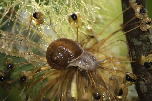 garden snail  snail  shell