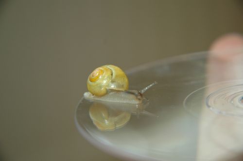 garden snail seashell slug