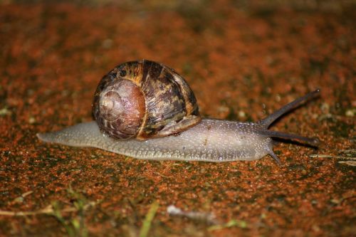 Garden Snail Close Up