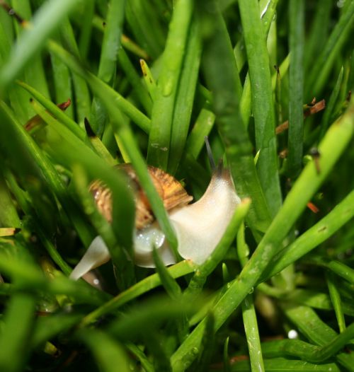 Garden Snail In Bulbinella