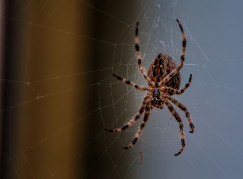 garden spider nature spin