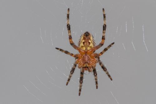 garden spider spider araneus diadematus