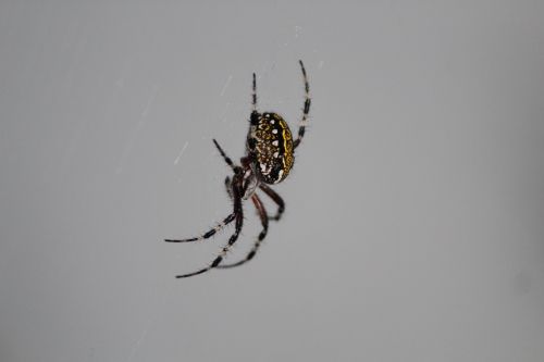 garden spider arachnid insects